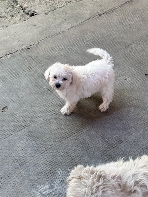 Pui Bichon Maltez de vânzare - 2 cățeluși - imagine 4
