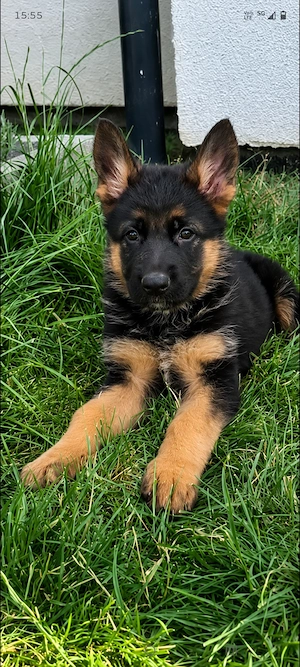 Catei ciobanesc german