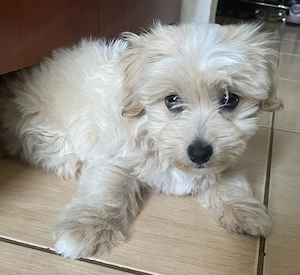 Băiețel maltipoo - imagine 2