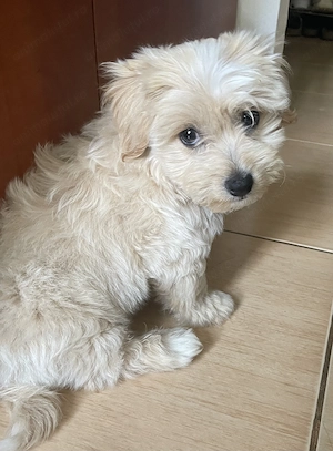 Băiețel maltipoo - imagine 4