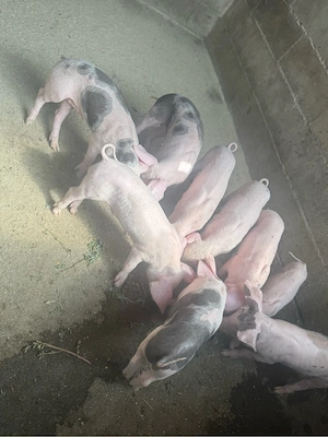 purceii 6 saptamani intracati