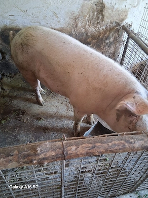 scrofa dispobila  - imagine 4