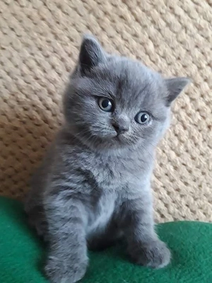 british shorthair 