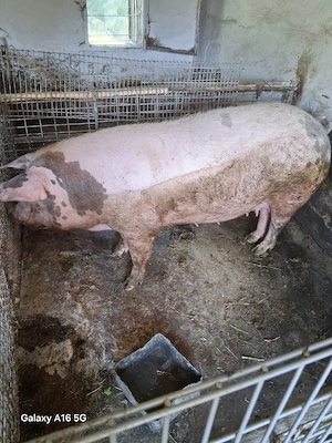 scrofa dispobila  - imagine 2