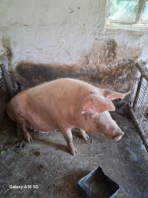 scrofa dispobila  - imagine 3