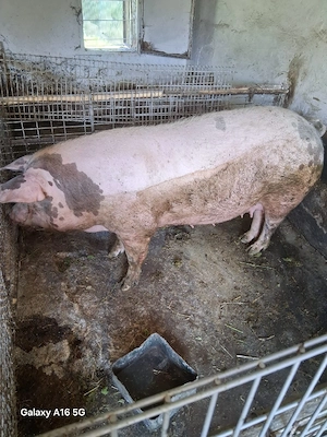 scrofa dispobila  - imagine 5