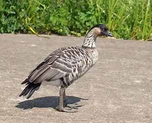 Vand gaste hawaiiene (Branta sandvicensis) - imagine 2
