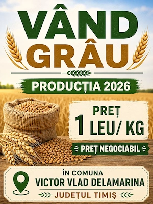 Grâu de vânzare, producție 2026