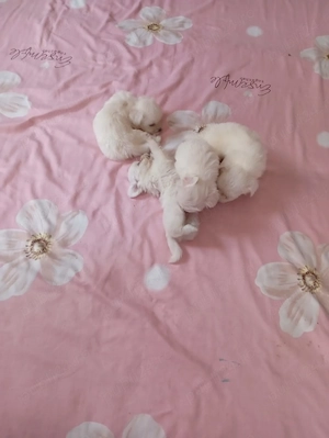 pui bichon maltez 6 saptamani - imagine 2