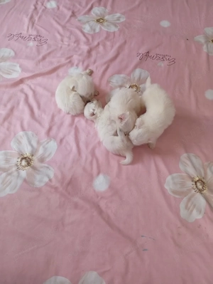 pui bichon maltez 6 saptamani - imagine 3