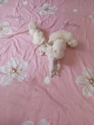 pui bichon maltez 6 saptamani