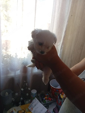 pui bichon maltez 6 saptamani - imagine 4