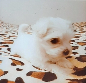 Bichon maltez mini toy 6 saptamani
