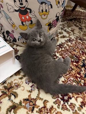 Spre vânzare   British Shorthair, 4 luni  - imagine 2