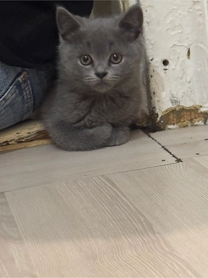 Spre vânzare   British Shorthair, 4 luni 