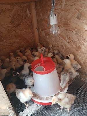 Pui de curte, monaco, australorp. - imagine 2
