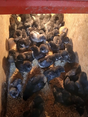 Pui de curte, monaco, australorp. - imagine 4