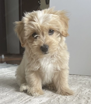 Băiețel maltipoo