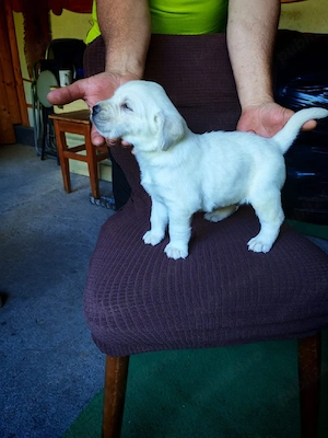 Labrador retriever 