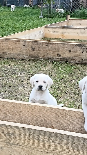 Labrador Retriever 
