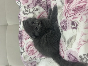 Motănel scottish fold gata să își găsească o familie iubitoare!