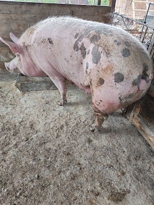 Scroafe de vanzare