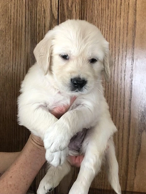 Golden Retriver 