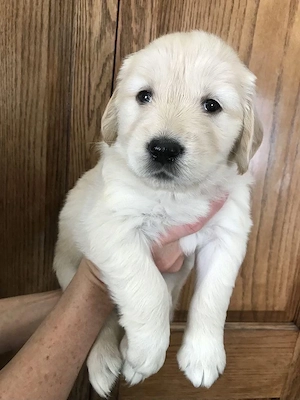 Golden Retriver  - imagine 2