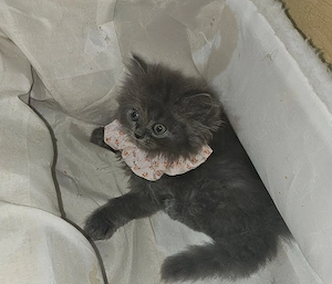 Pisic British Longhair 