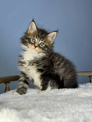 Maine Coon 