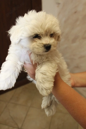 Bichon maltez