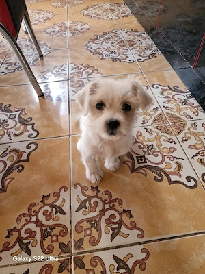 vand bichon maltez - imagine 2