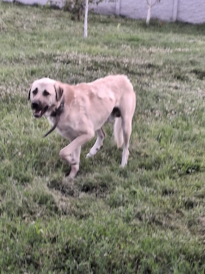 Vând Kangal  mascul adult - 1700 de lei - imagine 2
