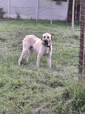 Vând Kangal  mascul adult - 1700 de lei - imagine 3