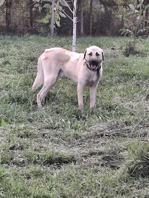 Vând Kangal  mascul adult - 1700 de lei - imagine 4