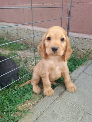 Cocker Spaniel rasa pura caută căsuța nouă .