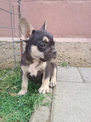 Puiuți de Bulldog francez rasă pură 