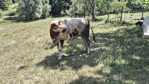 vând junincă de 2 ani 