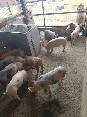Purcei de două luni jumate 12 bucăți castrați, deparazitați 