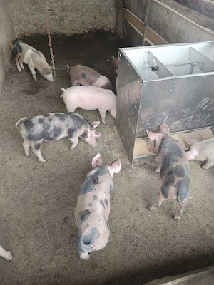 Purcei de două luni jumate 12 bucăți castrați, deparazitați  - imagine 2