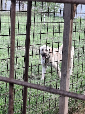 Vând Kangal  mascul adult - 1700 de lei - imagine 5