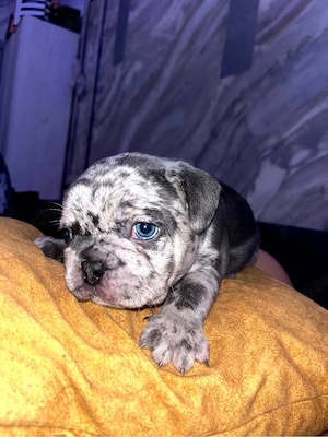Bulldog Francez  - imagine 2