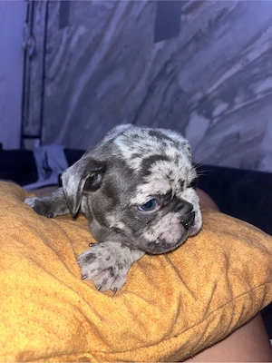 Bulldog Francez  - imagine 4
