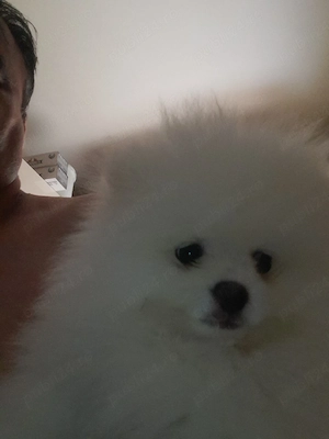 pomeranian