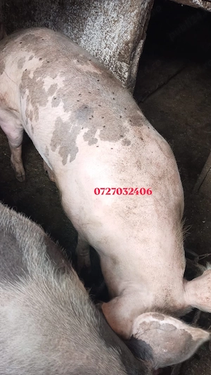 Vând Porc detalii la nr de telefon 