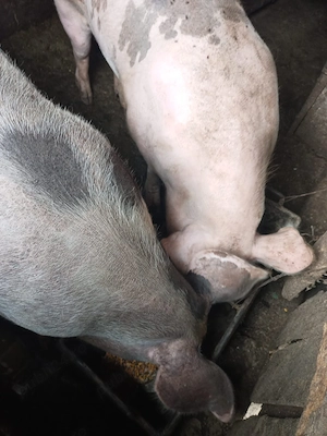 Vând Porc detalii la nr de telefon  - imagine 2
