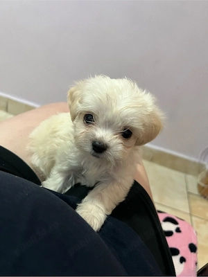 Bichon Maltez Pui