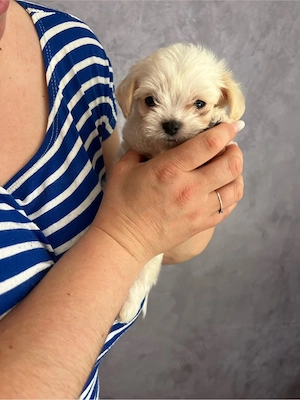 Bichon Maltez Pui - imagine 2