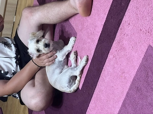 Bichon havanez 