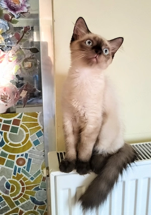 Ragdoll pisoi băieți 